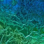 SL CREPA Aqua - Image 4